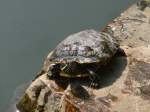 Schildkrte beim Sonnenbaden in Suzhou, Jiangsu, 11.10.2015