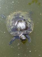 Walter Zoo Gossau/SG - Bewohner eine Gelbwangenschildkrte ..