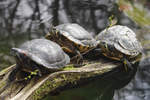Drei Gelbwangen-Schmuckschildkröten