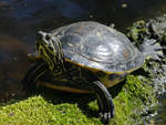 Eine Gelbwangen-Schmuckschildkrte gnnt sich ein kleines Sonnenbad.