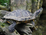 Eine Gelbwangen-Schmuckschildkrte im Zoom Gelsenkirchen.