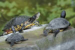 Gelbwangen-Schmuckschildkrten im Zoo Duisburg.