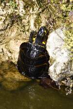 Gelbwangen-Schmuckschildkröte in einem zum Goldfisch- und Schildkrötenhabitat ausgebauten Springbrunnen  (PORTUGAL - Tavira, 19.02.2022)