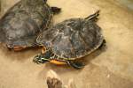 Cumberland-Schmuckschildkrte (trachemys scripta troostii) am 13.12.2009 im Tierpark Berlin.