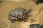 Gelbwangen-Schmuckschildkrte (trachemys scripta scripta) am 13.12.2009 im Tierpark Berlin.