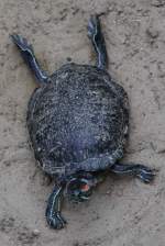 Rotwangen-Schmuckschildkrte (Trachemys scripta elegans) im Tierpark Berlin.