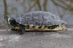 Gelbwangen-Schmuckschildkrte (Trachemys scripta scripta) im Tierpark Berlin.