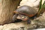 Rotbauch-Spitzkopfschildkrte (Emydura subglobosa) am 13.12.2009 im Tierpark Berlin.