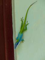 Ein Ritteranolis (Deiroptyx equestris) nahe Holguin (Cuba) am 19.6.2018