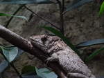 Ein Falsches Chamleon (Anolis barbatus) im Zoo Dresden am 5.2.20