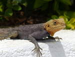 Eine Siedleragame ( Agama agama ) im Sunbeach Hotel Bakau in Gambia.