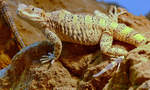 Eine Bartagame Mitte Mai 2011 im Terrazoo Rheinberg.