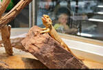 Eine Bartagame (Pogona vitticeps) stellt sich den Besuchern der Terrarien in der Wilhelma Stuttgart zur Schau.