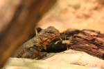 Ein Zentralsahara-Dornschwanz (Uromastyx geyri) schaut hinter einem Stck Holz hervor.