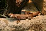 Dornschwanzskink (Egernia stokesii) am 9.1.2010 im Tierpark Berlin.