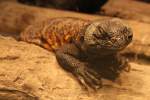 Nordafrikanische Dornschwanzagame (Uromastyx acanthinurus) am 19.3.2010 im Zoo Basel.