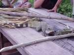Auf einer kleinen, zu Laos gehrenden, Insel im Mekong hatten Jugendliche diese beiden Reptilien gefangen.