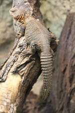 Afrikanischer Dornschwanz (Uromastyx acanthinura) am 18.4.2010 im Tierpark Berlin.