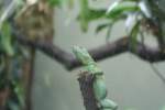 Ein Stirnlappenbasilisk auf Aussichtsposten am 14.9.2008 im Leipziger Zoo.