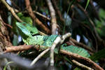 Stirnlappen-Basilisk, Tortuguero-Nationalpark, Costa Rica, 13.02.2014