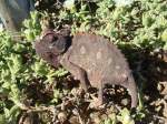 Das Riesenchamaeleon lebt in den Duenen der Namib in Namibia.