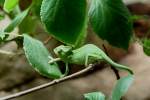 Ein kleines Jemenchamleon (Chamaeleo calyptratus) greift nach einem Blatt.