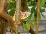 Ein orange gefärbtes Pantherchamäleon (Furcifer pardalis) in La Vanille auf Mauritius.