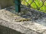 Eine Eidechse sitzt unter einem Gartenzaun, aufgenommen am 28.05.2013 bei Riva del Garda.