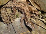 Eine Mauereidechse (Podarcis muralis muralis) in der Kiesgrube Klinga, 16.4.2022