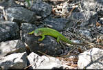 Eine weibliche stliche Smaragdeidechse (Lacerta viridis) klettert bei Szr (HU) ber das Gestein.