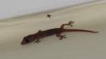 Gecko an der Decke im Hotelzimmer, Yangpu/Hainan, 31.7.10