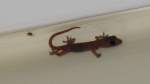  Blinder  Gecko an der Decke im Hotelzimmer (luft an der Spinne vorbei), Yangpu/Hainan, 31.7.10