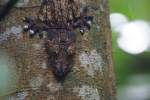 Plattschwanzgecko / Portrait in perfekter Tarnung (29.10.2015.