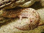 Ein Leopardengecko