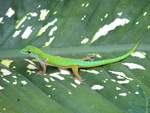 Seychellen Taggecko ( Phelsuma astriata ) auf der Insel Praslin im September 2015