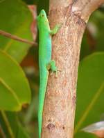 Ein Seychellen Taggecko ( Phelsuma astriata ) auf der Insel Praslin im September 2015