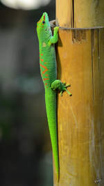 Ein Madagaskar-Taggecko Anfang Mai 2012 im Terrazoo Rheinberg.