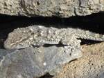 Mauergecko entdeckt auf Madeira nahe Funchal am 21.04.19