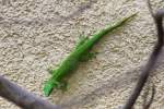 Groer Madagaskar-Taggecko (Phelsuma madagascariensis grandis) am 26.6.2010 im Leipziger Zoo.