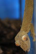 Blassschwanzgecko (Uroplatus fimbriatus) am 3.10.2010 im Bird Kingdom in Niagara Falls.