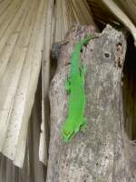 Guimbeaus Taggecko in La Vanille auf Mauritius.