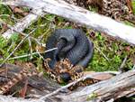 Eine Black Tiger Snake (Notechis ater) am Lake St.