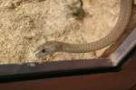 Eine Schwarze Mamba (Dendroaspis polylepis) durchstreift das Terrarium.