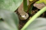 Eine Schwarze Mamba (Dendroaspis polylepis) schleicht sich durch das Gebsch.