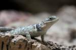 Blauer Stachelleguan (Sceloporus cyanogenys) am 12.3.2010 im Zooaquarium Berlin.