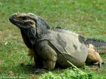 Nashornleguan (cyclura cornuta) im Zoo Bristol (2005).