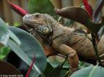 Grner Leguan (Iguana iguana) im Tierpark Berlin (August 2015).