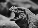 Ein Nashornleguan, fotografiert im Zoo Barcelona.