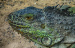 Der Grne Leguan (Iguana iguana) ist ein Vertreter der Leguane (Iguanidae), dessen Lebensraum in Mittelamerika und Sdamerika liegt.Entgegen dem Namen ist Iguana iguana nicht vollkommen