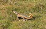 Ein Rollschwanzleguan (Leiocephalus carinatus) auf der Flucht mit eingerolltem Schwanz am Strand von Guardalavaca (Cuba) am 30.6.2018